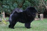 CHOW CHOW 791